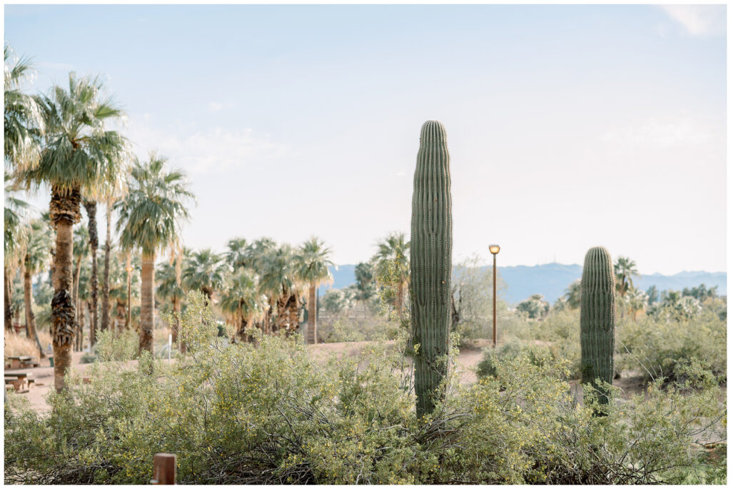 Pappago Park Cactus in Phoenix